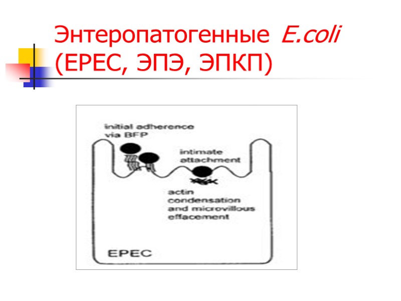 Энтеропатогенные E.coli (EPEC, ЭПЭ, ЭПКП)